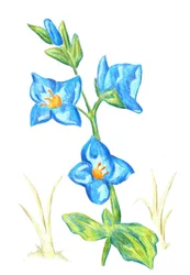 Vibrant Blue Blooms
