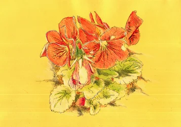 Vibrant Orange Pansies