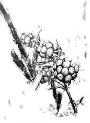 Wild Berries Sketch