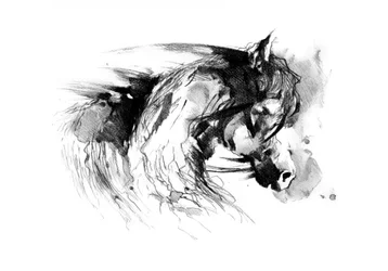 Wild Horse Sketch
