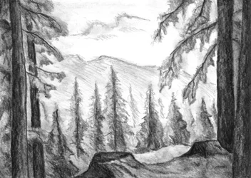 Wild Mountain Forest