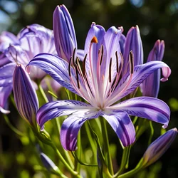 an African lily 3