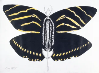 Feathered Butterfly, 2004