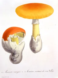 Amanita Caesaria from 
