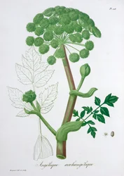 Angelica Archangelica