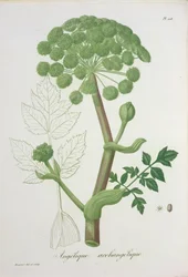 Angelica Archangelica from 
