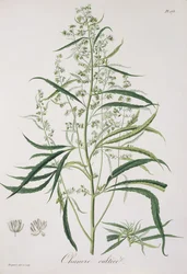 Cannabis Sativa from 