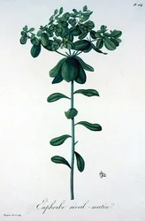 Euphorbia Helioscopia from 