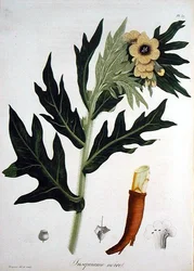Henbane from 