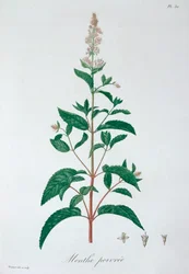Mentha Piperita Peppermint
