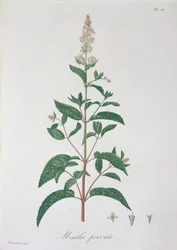 Mentha Piperita from 