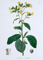 Nicotiana Tobacco, 1821