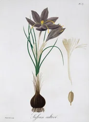 Saffron Crocus
