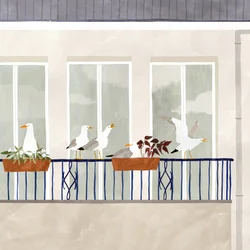 Seagull Season