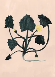 Unknown Plant