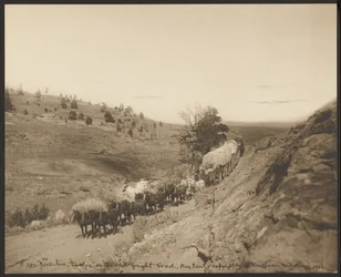 Jerk-line twelve on the old freight road