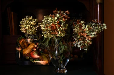 Autumn Dried Hydrangeas