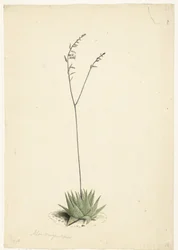 Blooming Aloe