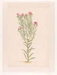 Plant with Pink Flowers
