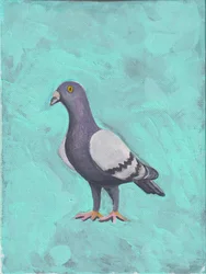 Pigeon