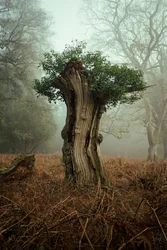 Ancient Bonsai