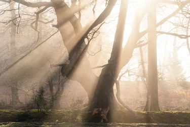 Beautiful Beams