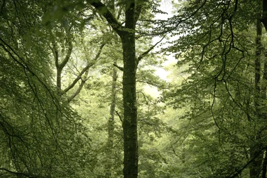 Branchline
