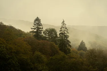 Cloud Forest III