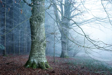 Mosslight, 2023