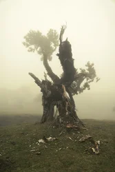 Rootrise