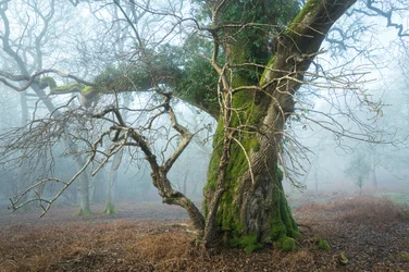 Wild Silence