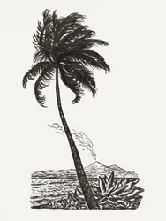 Palm Tree With an Island