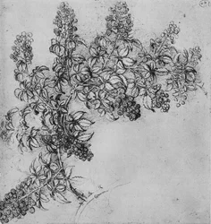 A Branch of Blackberry