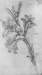 A Lily