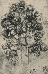 A Spray of Brambles