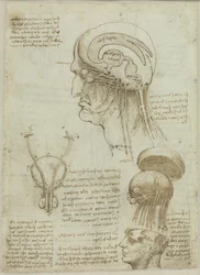 A manuscript sheet with anatomical drawings and notes