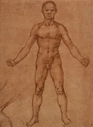 Nude study of a standing man, frontal