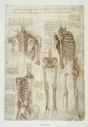 Anatomical Studies