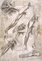Anatomy Studies