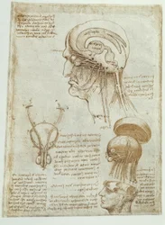 Anatomy Studies: Brain, Brain Chambers and Cranial Nerves / Male
