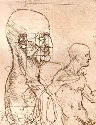 Drawing Illustrating the Theory of the Proportions of the Human Figure
