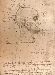 Drawing of the Head of a Criminal, c1472-c1519