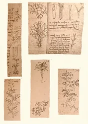 Five Drawings Illustrating the Elements of Landscape Painting, c. 1472-c. 1519, 1883