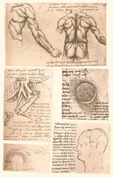 Four Anatomical Drawings