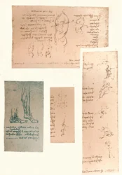 Four Drawings Illustrating the Theory of the Movements of the Human Figure