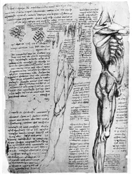 Muscle studies