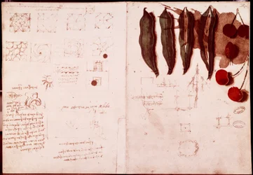 Notes and Sketches of Botany and Geometry
