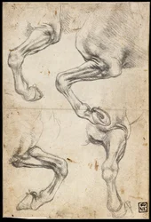 Studies of Horse