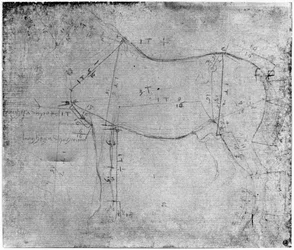 Study of a Horse