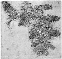 Study of a blackberry branch, late 15th or early 16th century